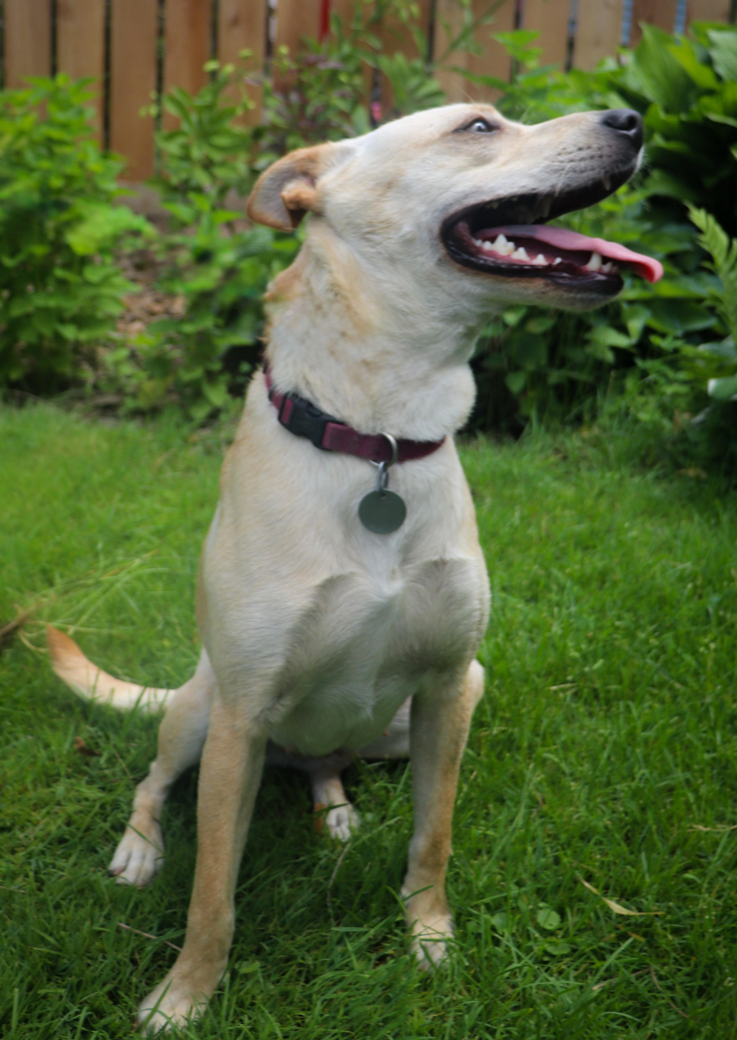 Enlarge Hazel , a Adoptable mixed breed in Saint Paul, MN image 6/6