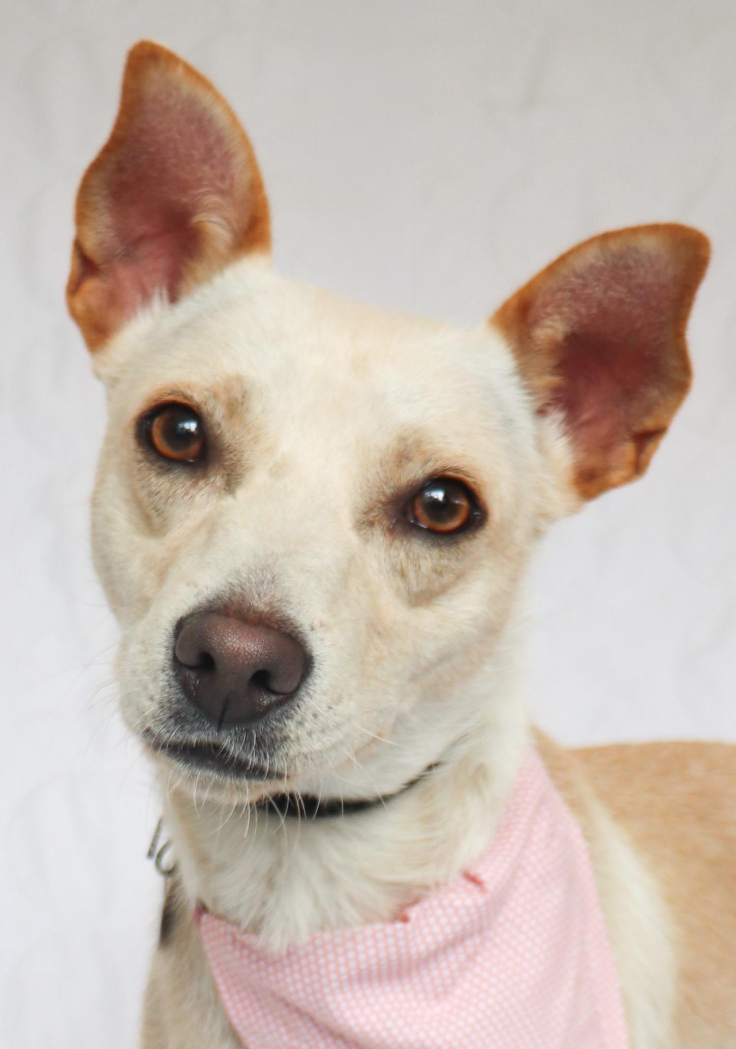 Enlarge Hazel , a Adoptable mixed breed in Saint Paul, MN image 1/6