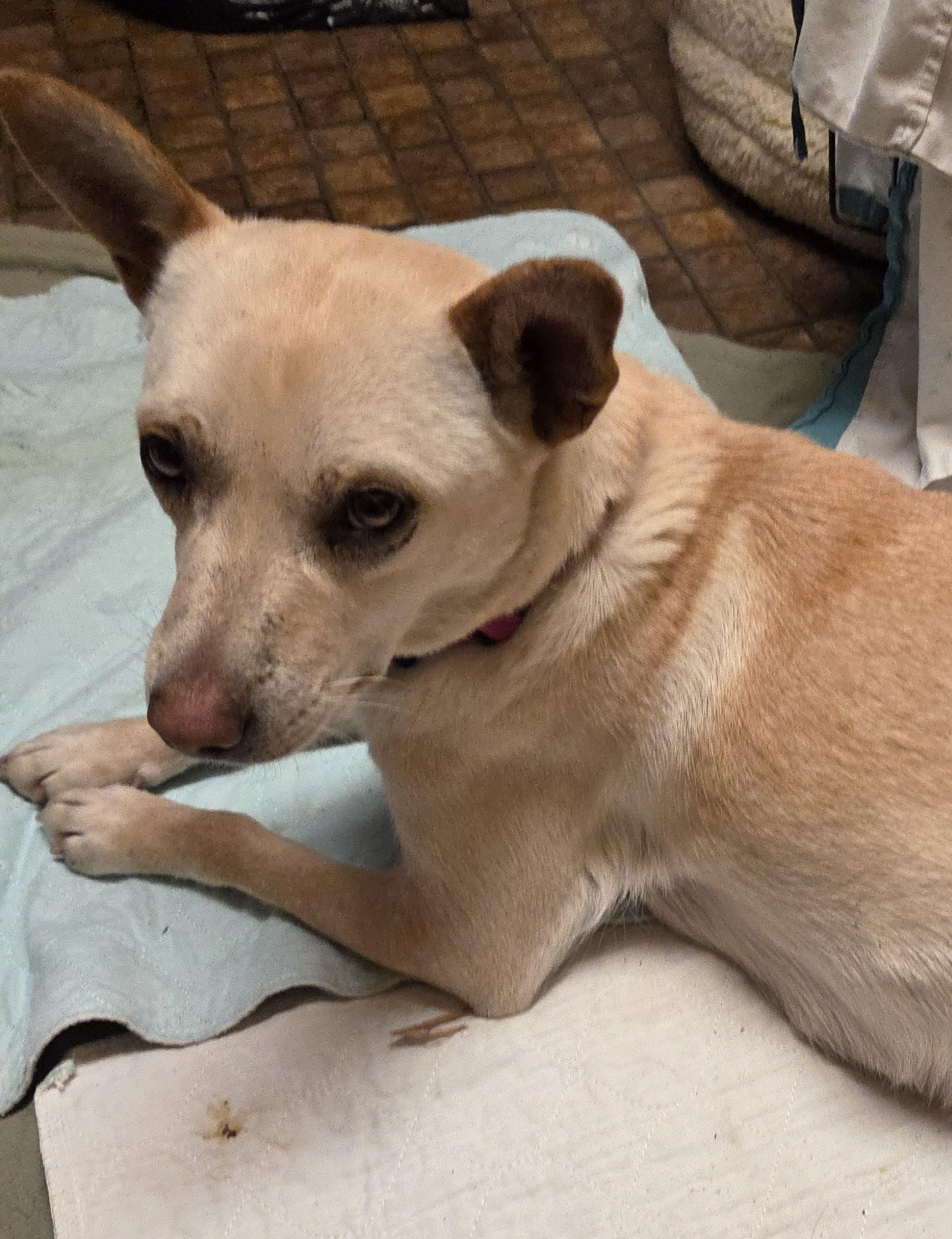 Enlarge Hazel, a Adoptable mixed breed in Saint Paul, MN image 5/6