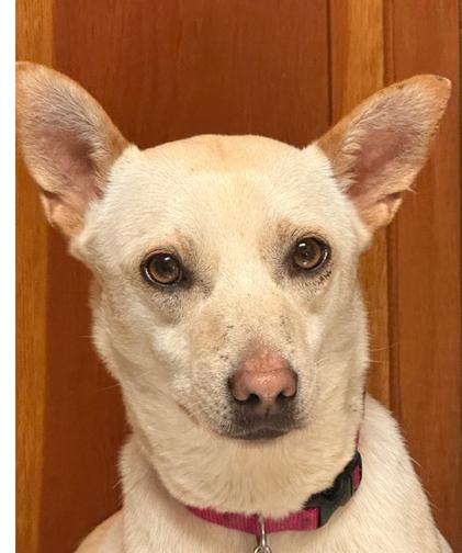 Enlarge Hazel, a Adoptable mixed breed in Saint Paul, MN image 2/6