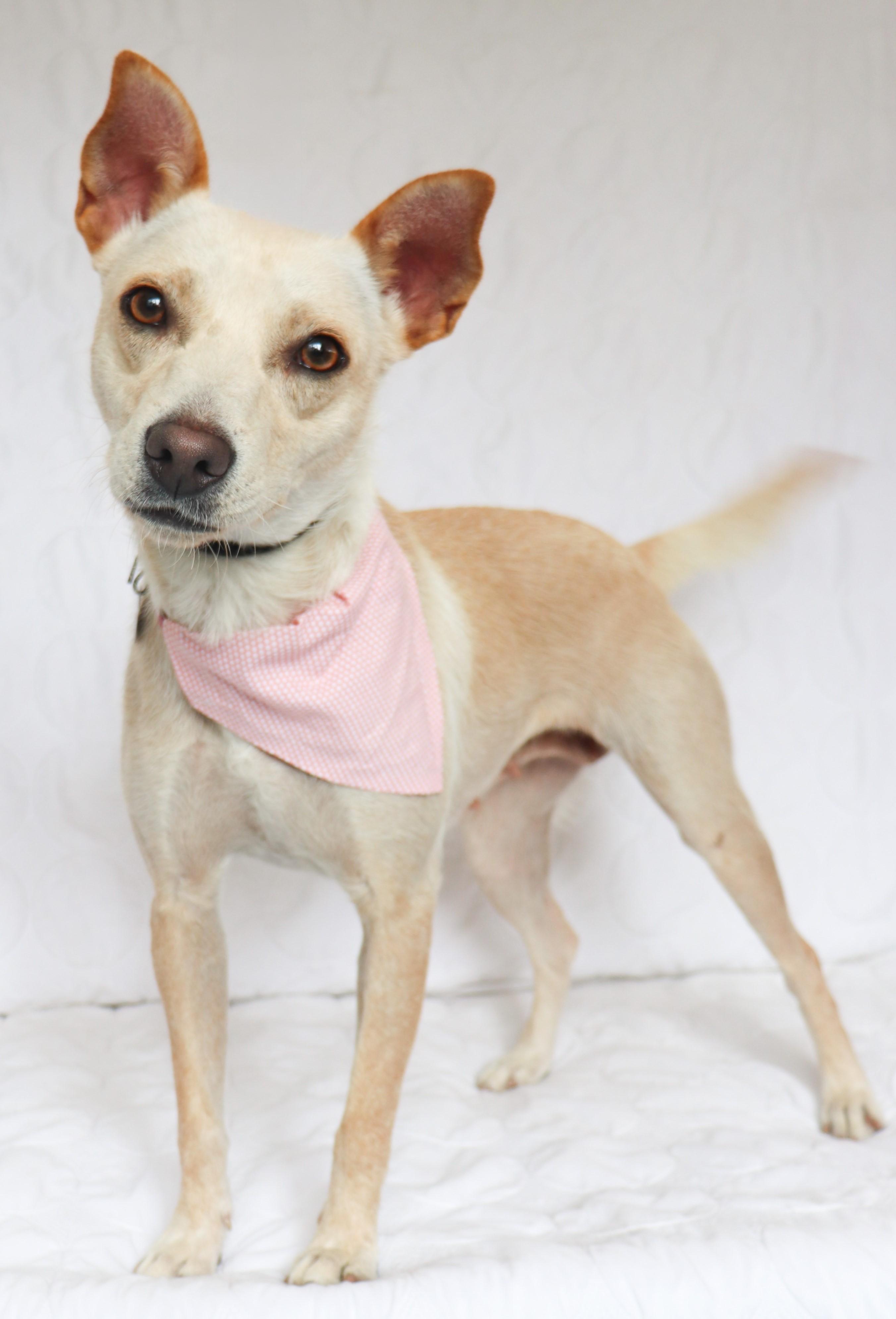 Enlarge Hazel , a Adoptable mixed breed in Saint Paul, MN image 4/6