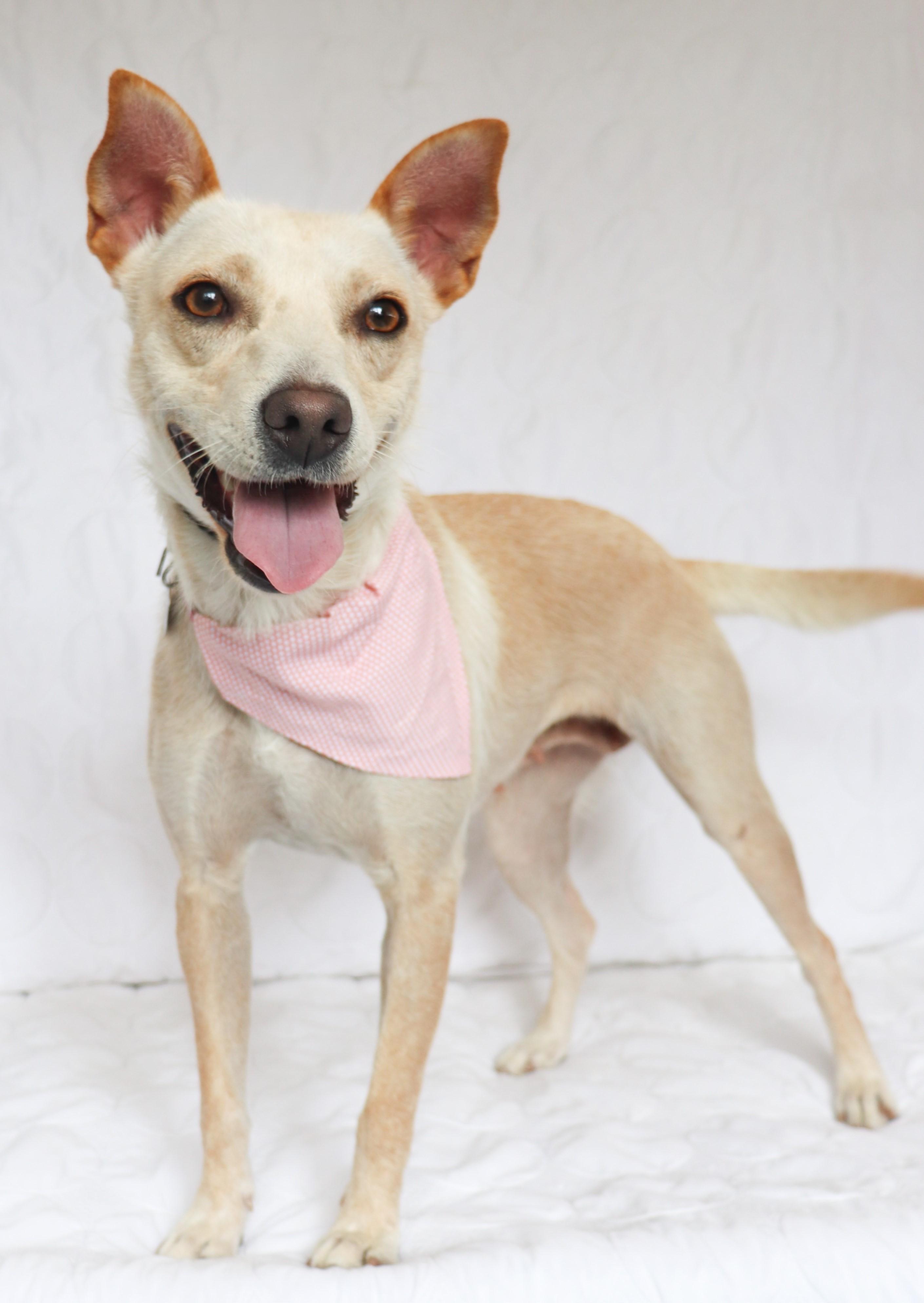 Enlarge Hazel , a Adoptable mixed breed in Saint Paul, MN image 1/6