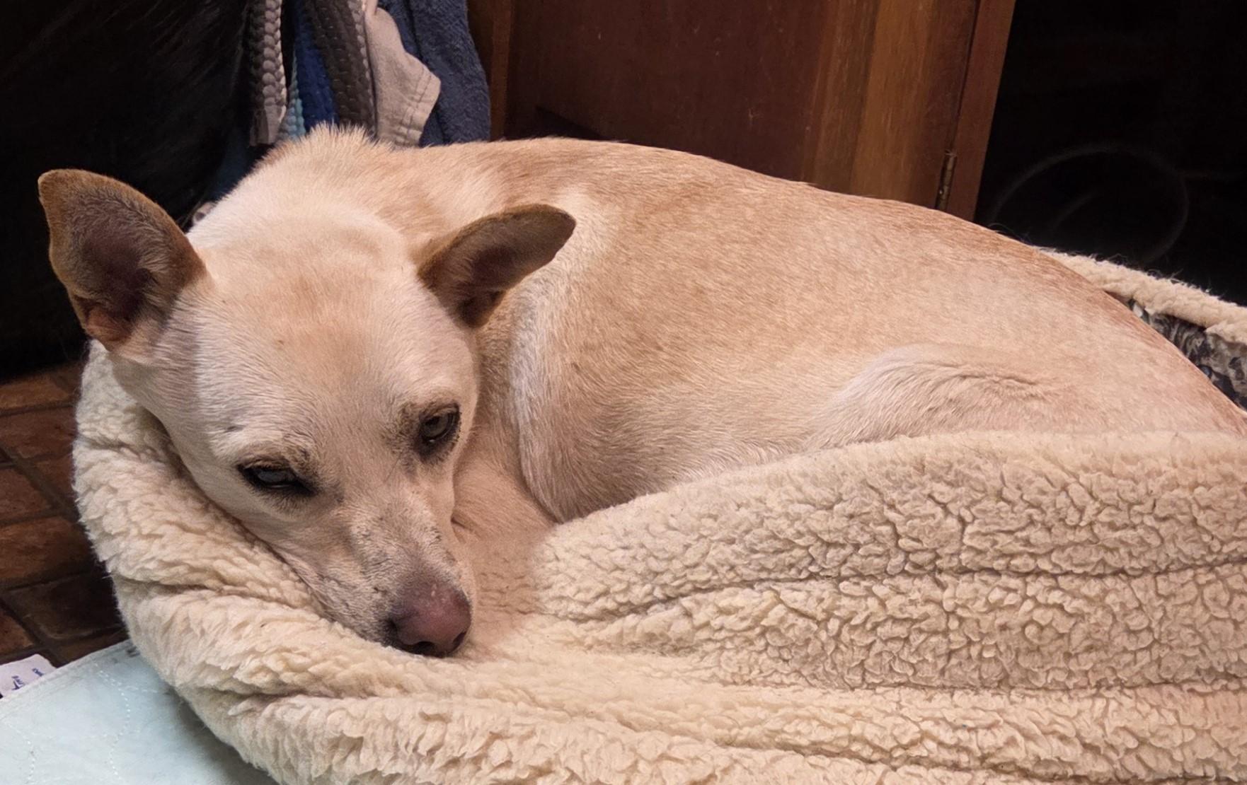 Enlarge Hazel, a Adoptable mixed breed in Saint Paul, MN image 4/6