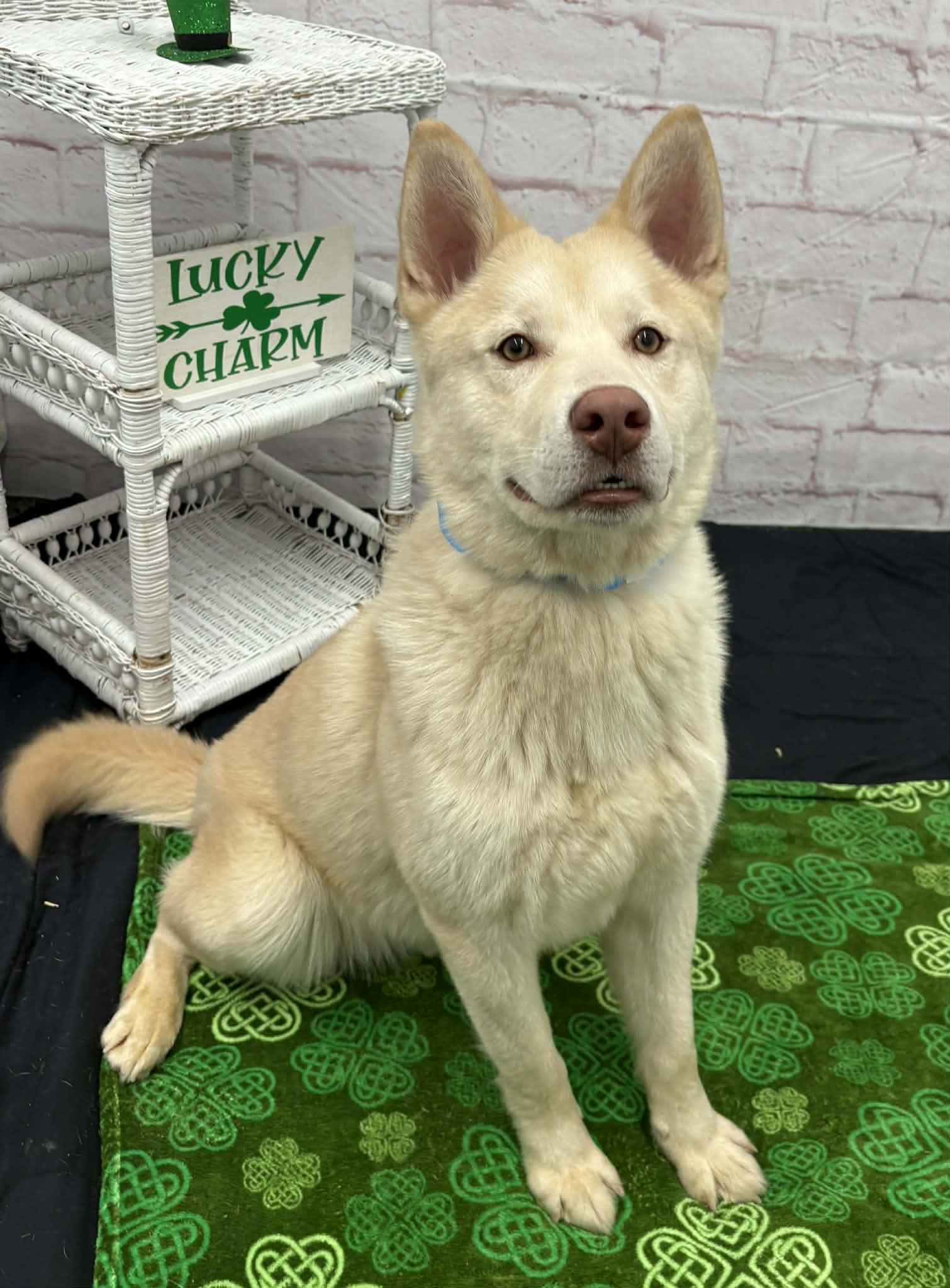 Enlarge Kapachi, a Adoptable mixed breed in Oxford, MI image 3/6