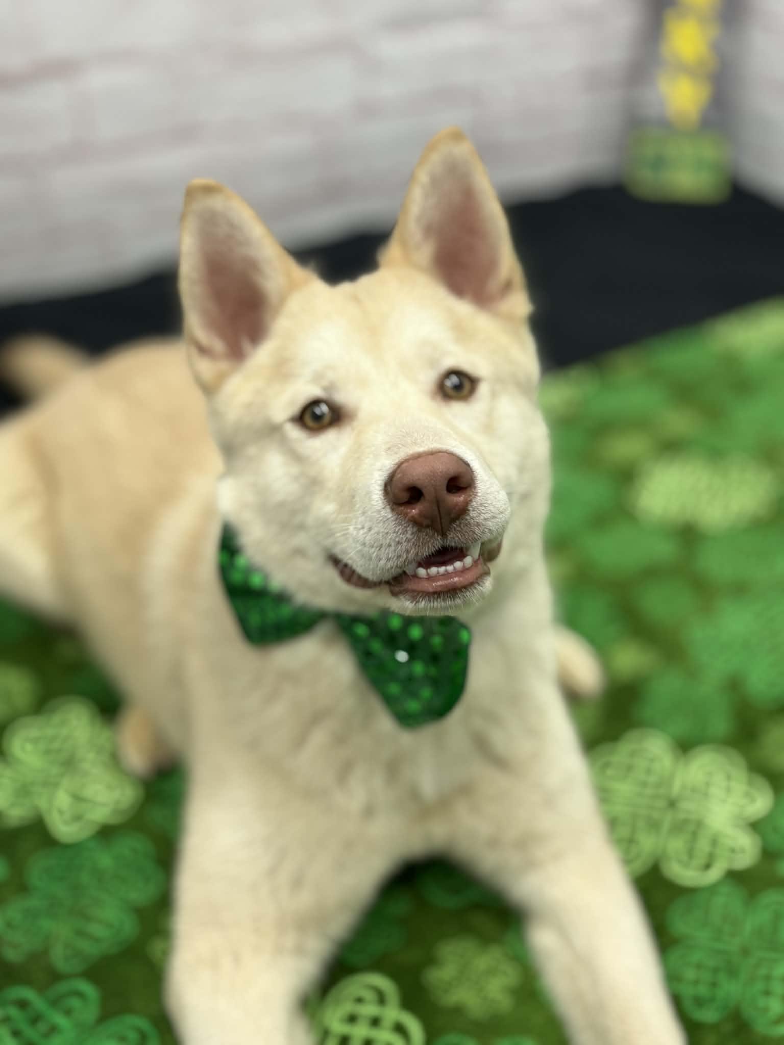 Enlarge Kapachi, a Adoptable mixed breed in Oxford, MI image 1/6