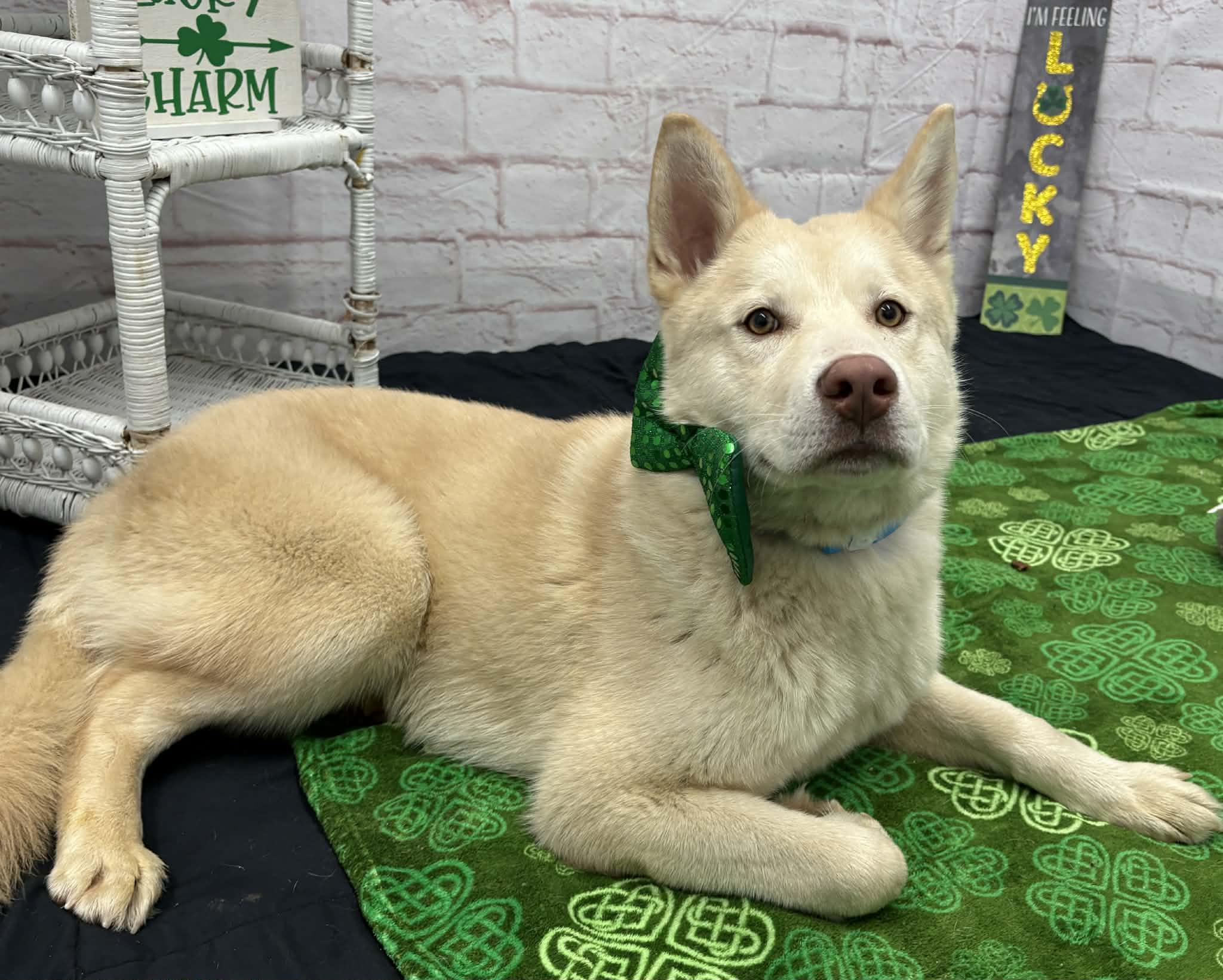 Enlarge Kapachi, a Adoptable mixed breed in Oxford, MI image 4/6