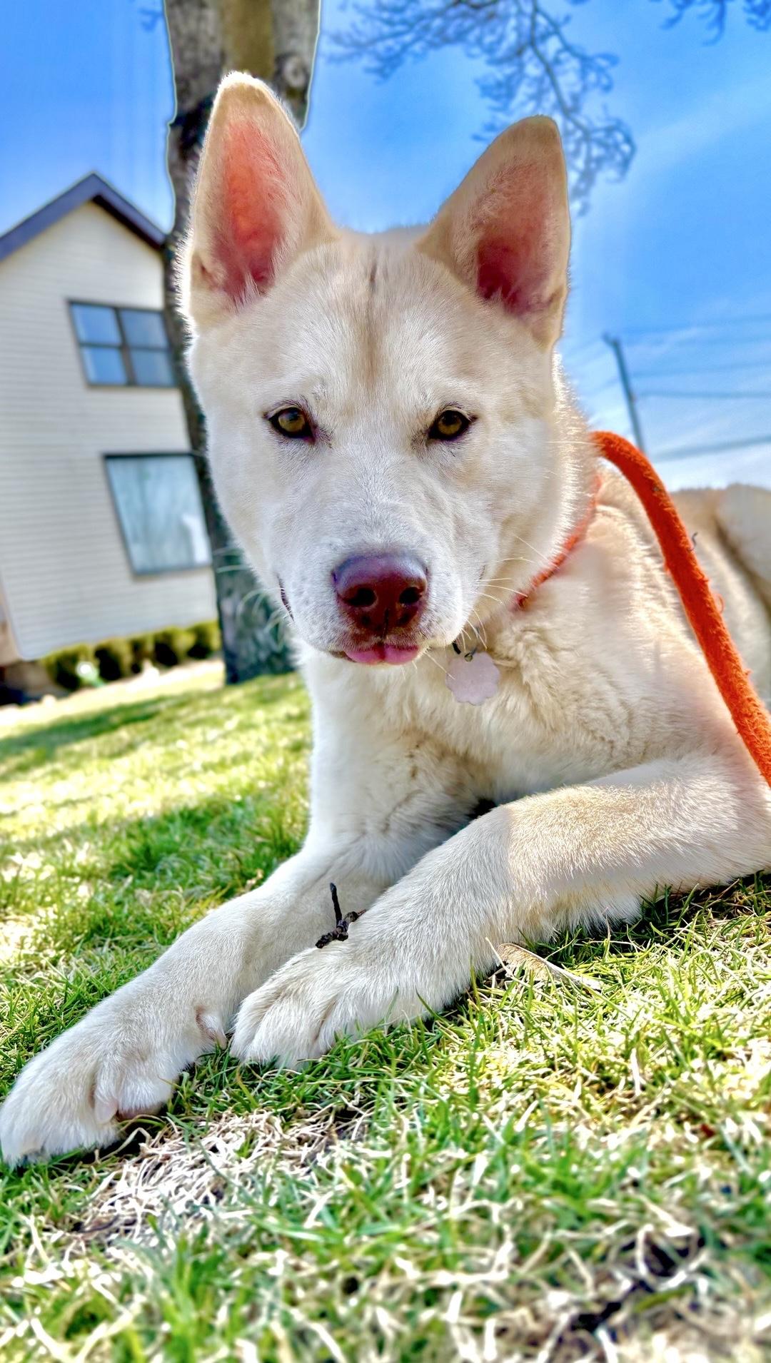 Enlarge Kapachi, a Adoptable mixed breed in Oxford, MI image 6/6