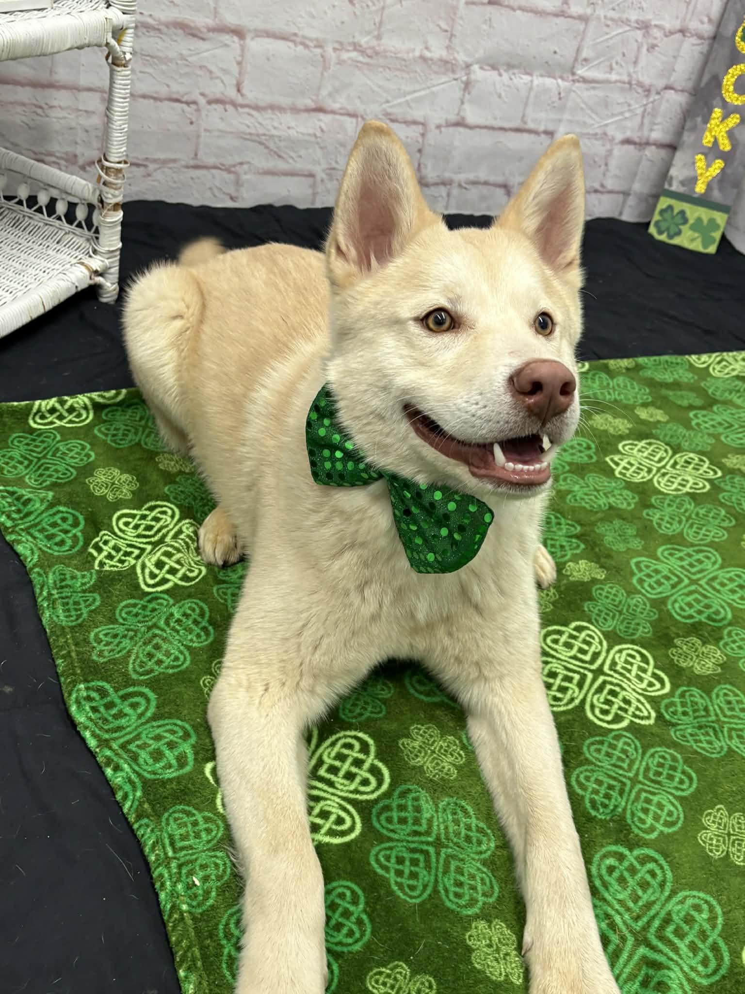 Enlarge Kapachi, a Adoptable mixed breed in Oxford, MI image 5/6