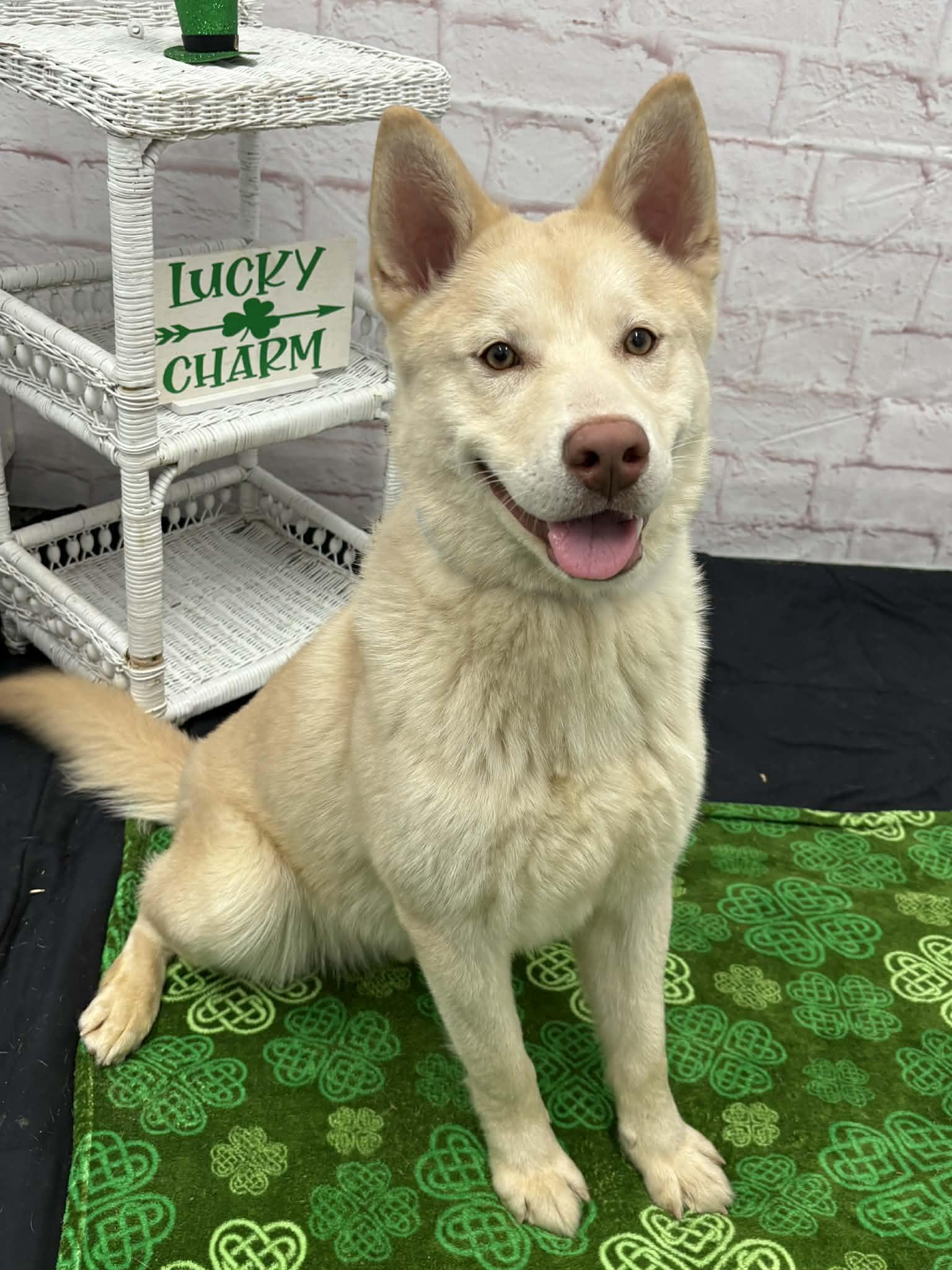 Enlarge Kapachi, a Adoptable mixed breed in Oxford, MI image 2/6