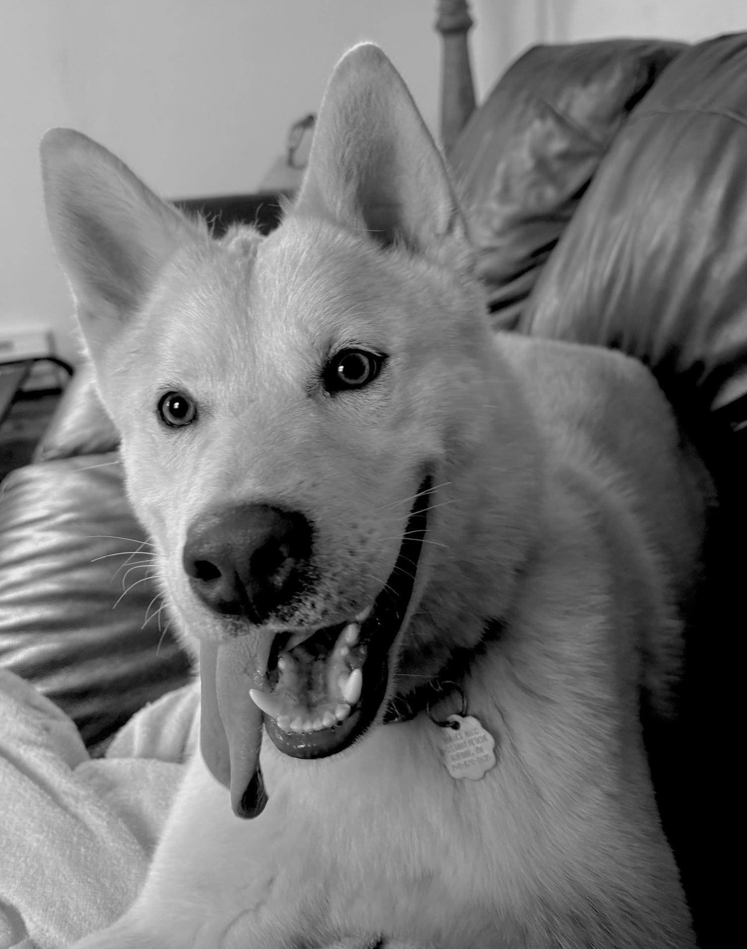 Enlarge Kapachi, a Adoptable mixed breed in Oxford, MI image 6/6