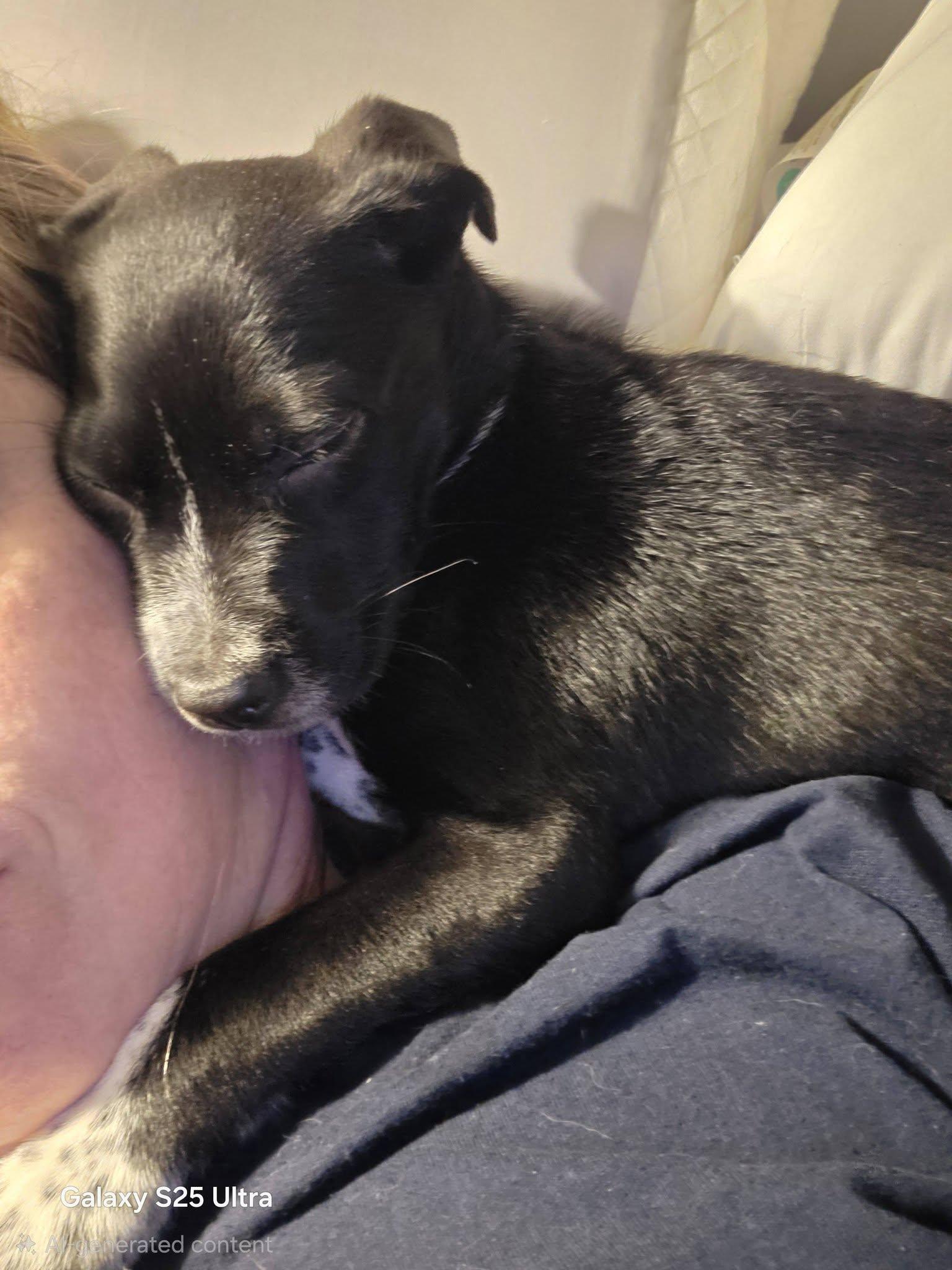 Enlarge Aphrodite the Sweet and spicy little pup!, a Adoptable mixed breed in Muskego, WI image 2/4