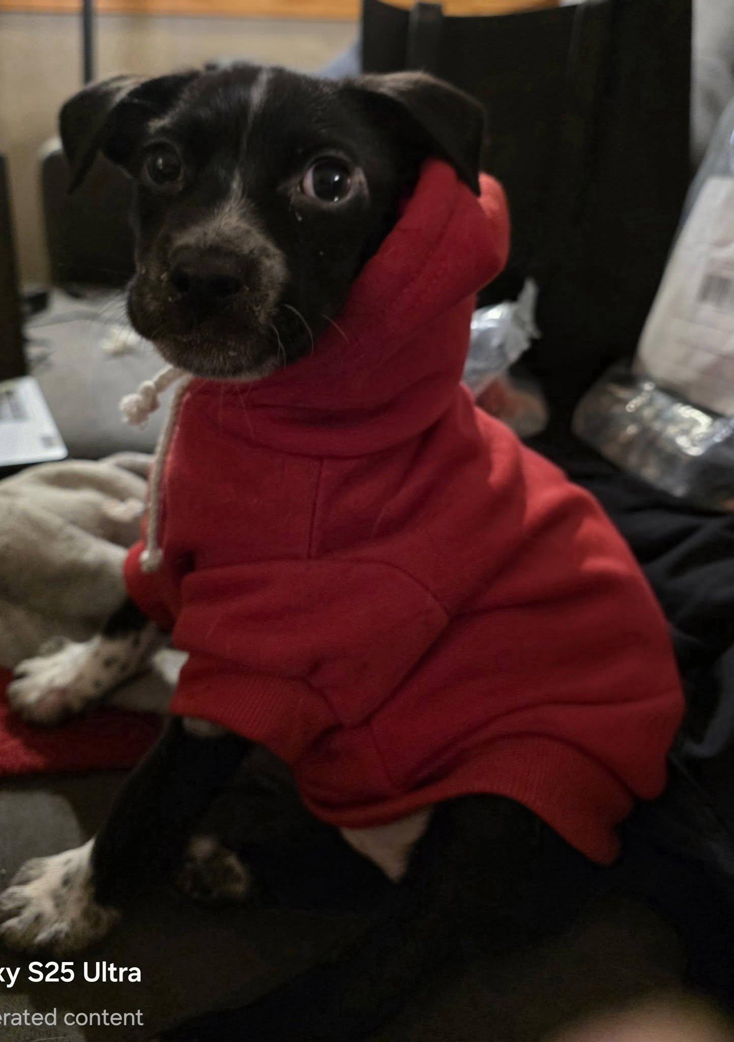 Enlarge Aphrodite the Sweet and spicy little pup!, a Adoptable mixed breed in Muskego, WI image 3/4