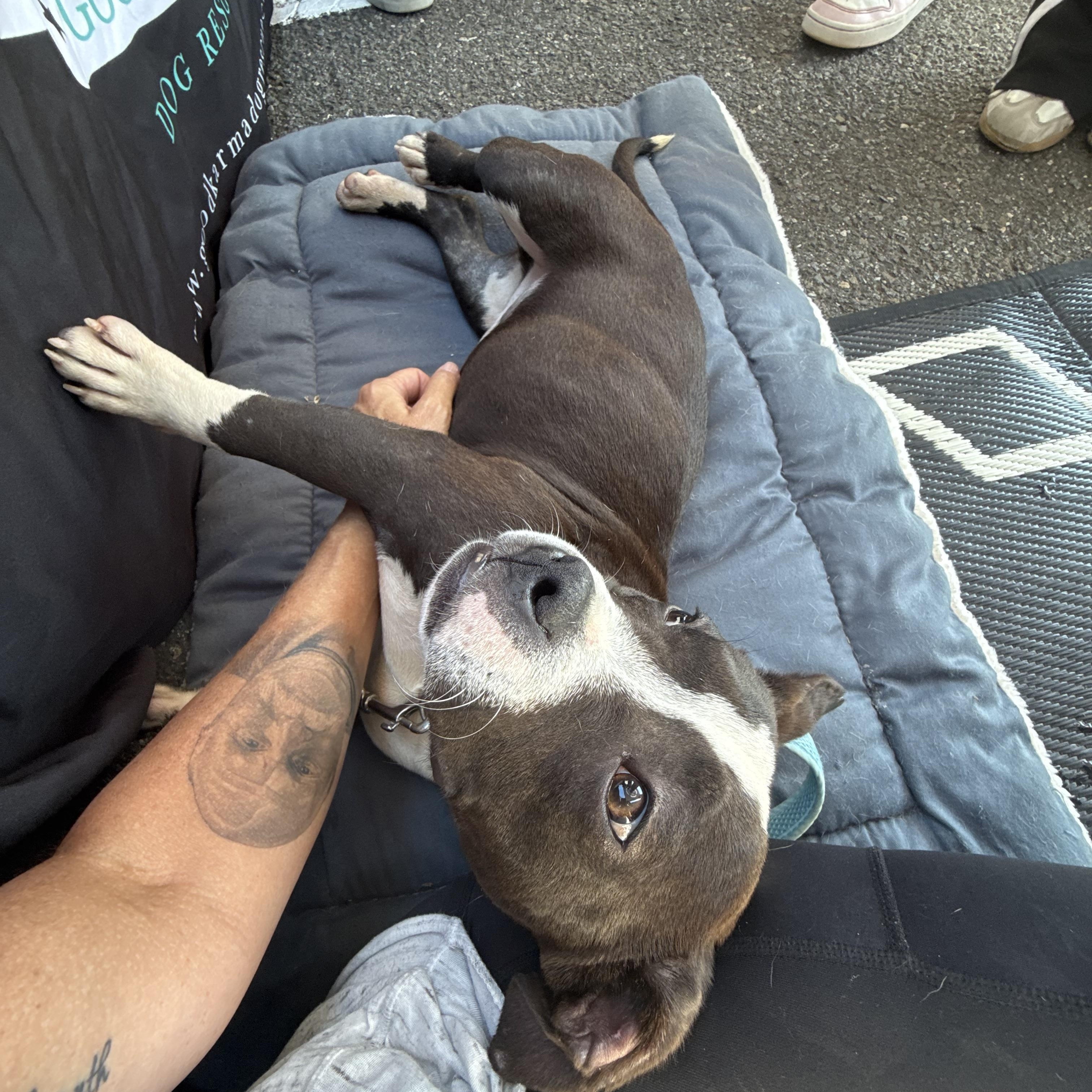 Randolph, a Adopted mixed breed in Woodbury, NJ image 2/5