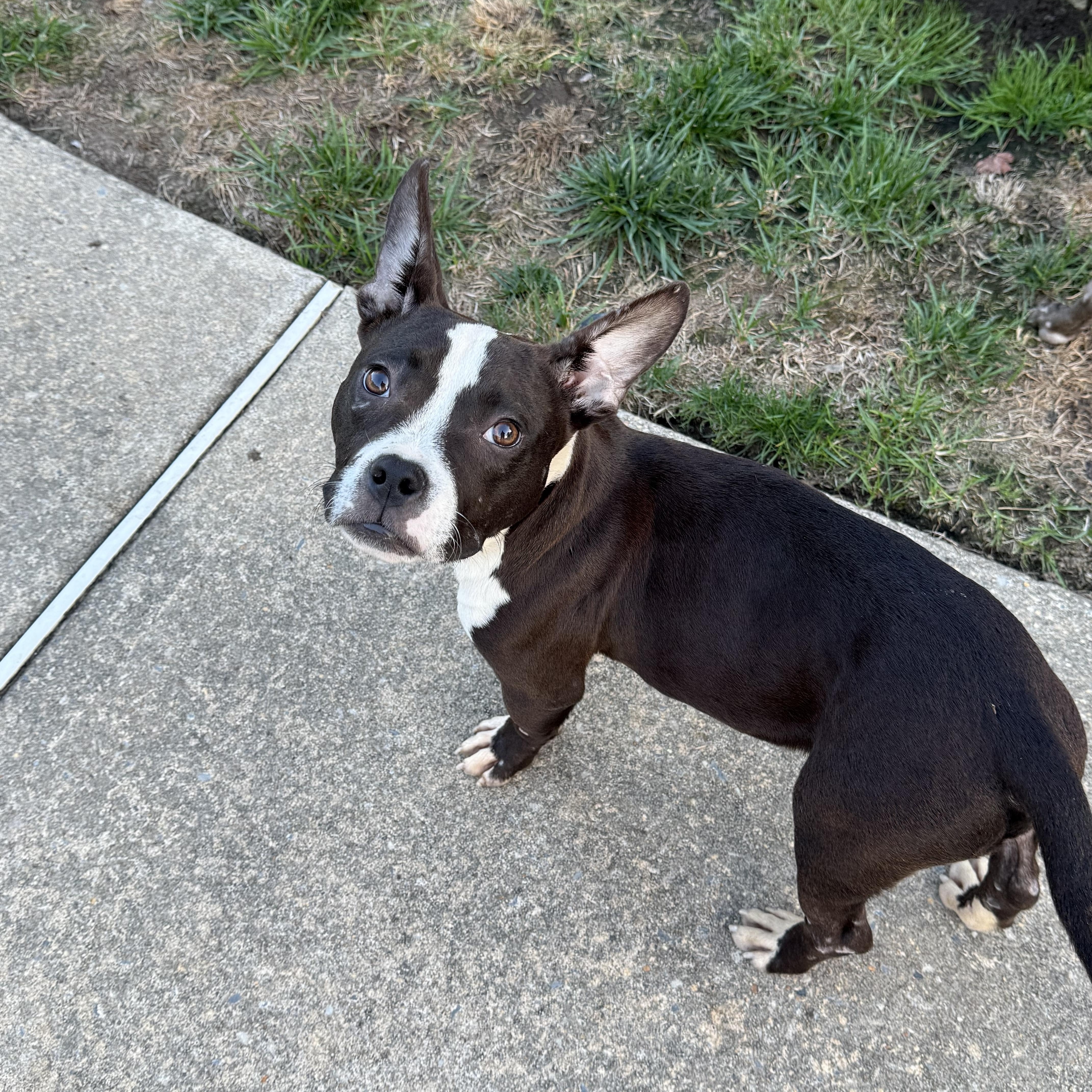 Randolph, a Adopted mixed breed in Woodbury, NJ image 3/5