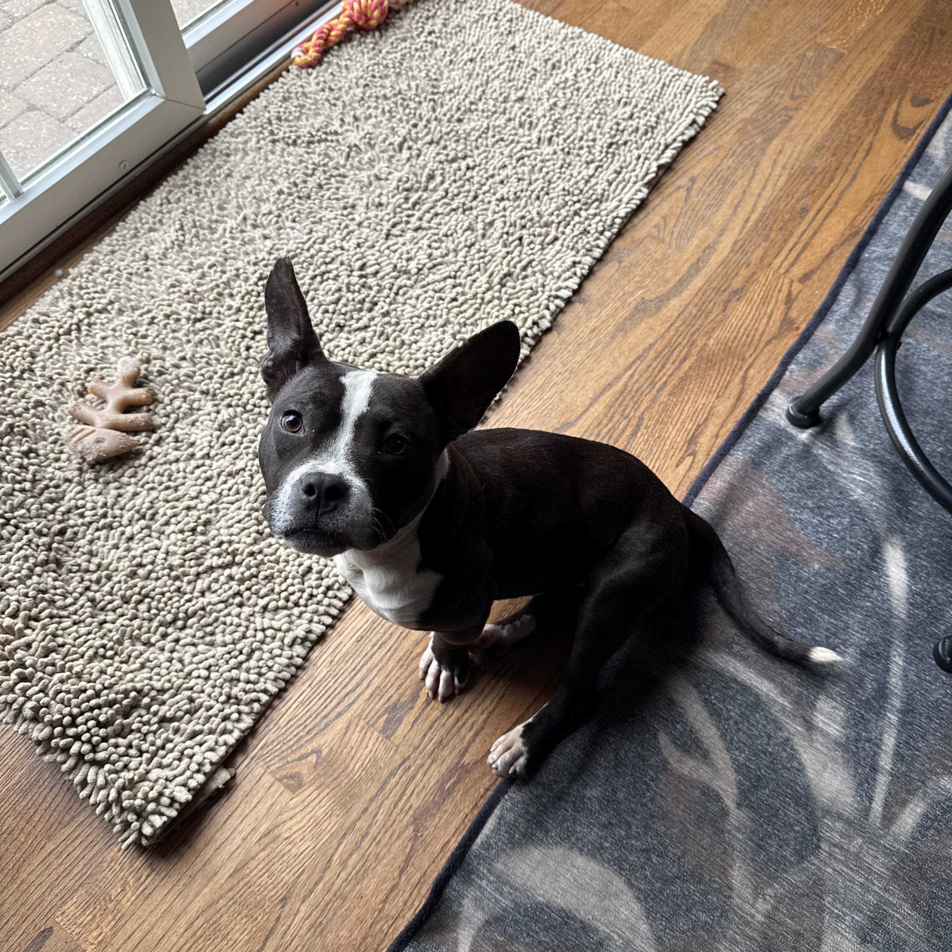 Randolph, Adopted, Young Male Boston Terrier & American Bully.