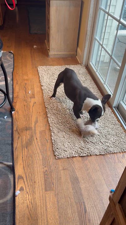 Enlarge Randolph, a Adopted mixed breed in Woodbury, NJ video 4/5