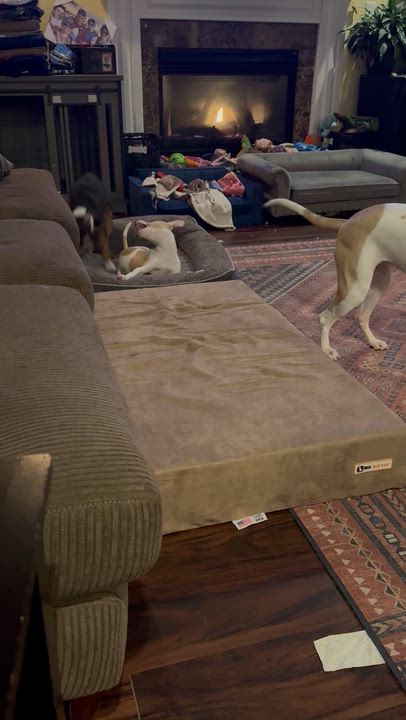 Enlarge Randolph, a Adopted mixed breed in Woodbury, NJ video 5/5