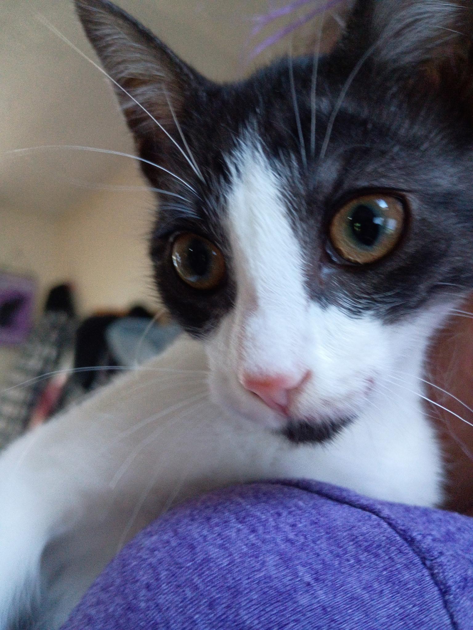 Ash, a ADOPTABLE Domestic Short Hair in Saginaw, MI image 2/2