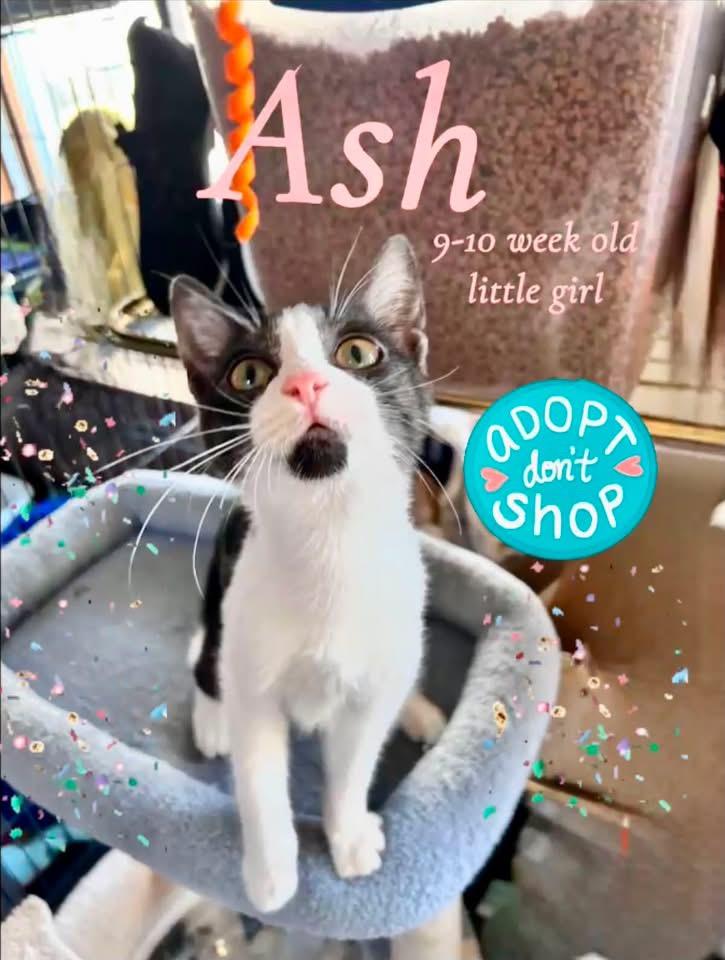 Ash, ADOPTABLE, Kitten Female Domestic Short Hair.