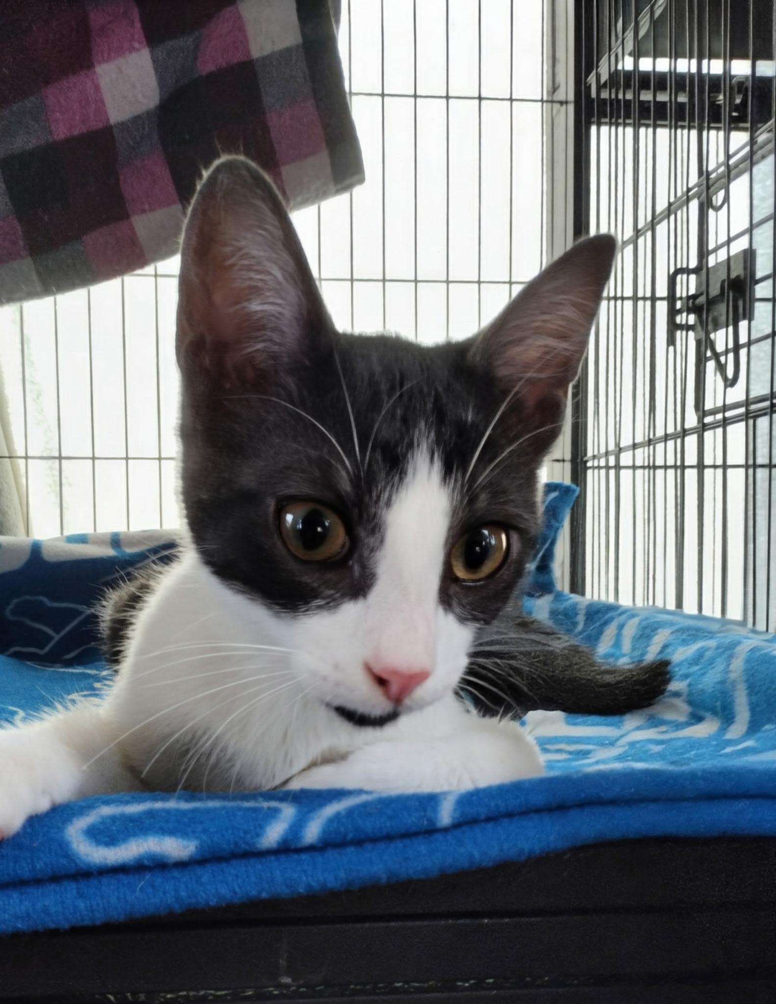 Ash, ADOPTABLE, Kitten Female Domestic Short Hair.