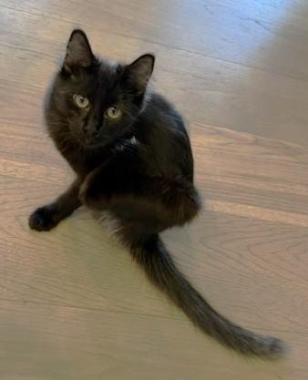 Smokie - A Beautiful Beauty with a One-of-a-Kind Coat, adopted, Young Female Domestic Medium Hair.