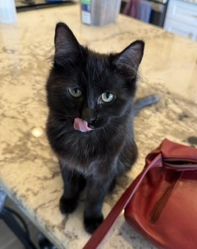 Smokie - A Beautiful Beauty with a One-of-a-Kind Coat, an adopted Domestic Medium Hair in Prescott, AZ image 2/3