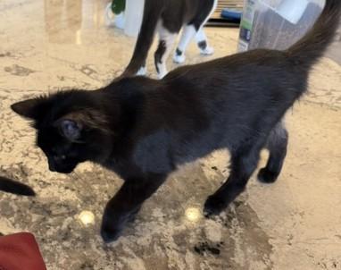 Smokie - A Beautiful Beauty with a One-of-a-Kind Coat, an adopted Domestic Medium Hair in Prescott, AZ image 3/3