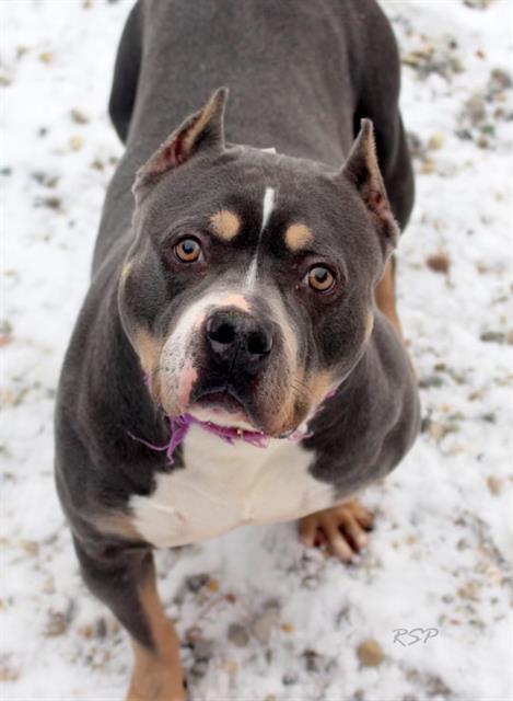 RHONDA, Adoptable, Adult Female American Bulldog.