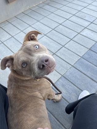 Destin- ADOPTED, a Adoptable Mixed Breed in Atlanta, GA image 2/3