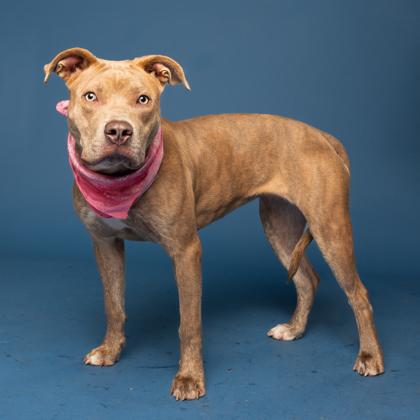 Destin- ADOPTED, a Adoptable Mixed Breed in Atlanta, GA image 3/3