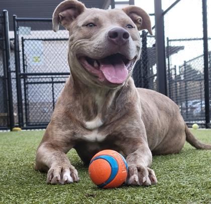 Enlarge Destin, a Adoptable Mixed Breed in Atlanta, GA image 3/3