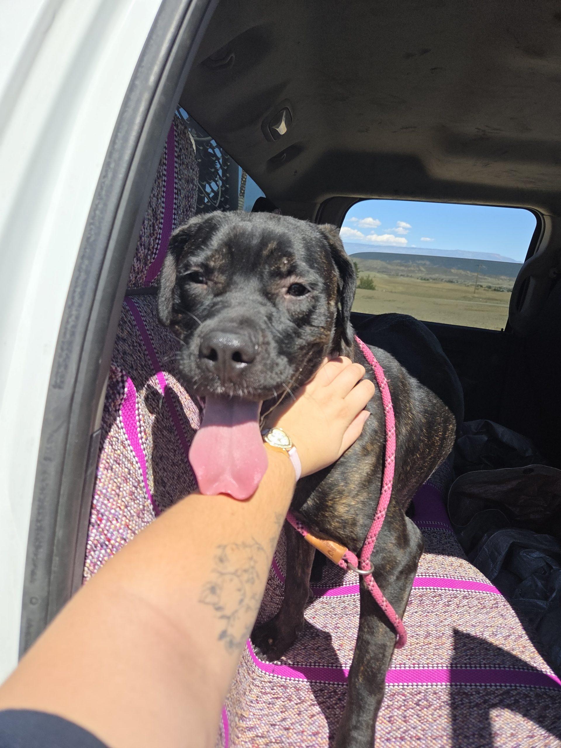 Valerie, Adoptable, Adult Female Boxer & Pit Bull Terrier.