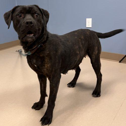 Enlarge Valerie, a Adoptable mixed breed in Grand Junction, CO image 2/5