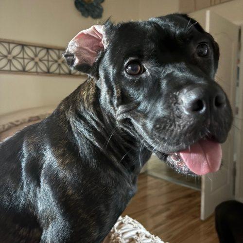 Enlarge Valerie, a Adoptable mixed breed in Grand Junction, CO image 3/5