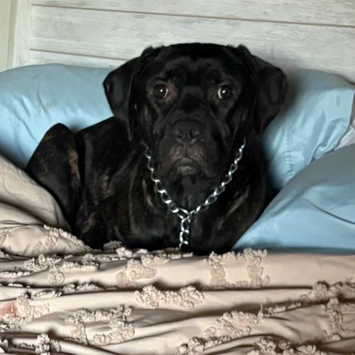 Enlarge Valerie, a Adoptable mixed breed in Grand Junction, CO image 4/5