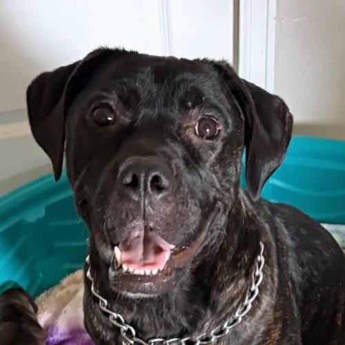 Enlarge Valerie, a Adoptable mixed breed in Grand Junction, CO image 5/5