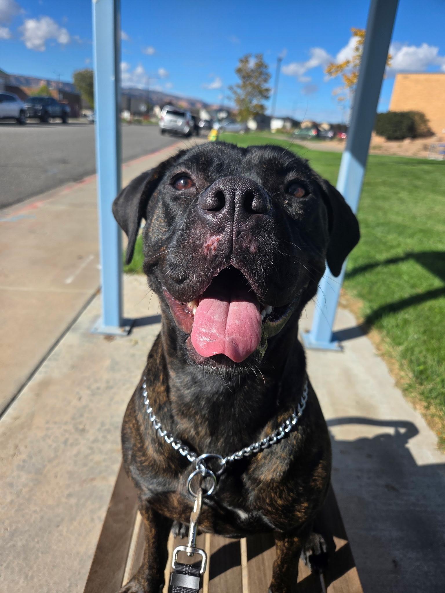 Enlarge Valerie, a Adoptable mixed breed in Grand Junction, CO image 5/5