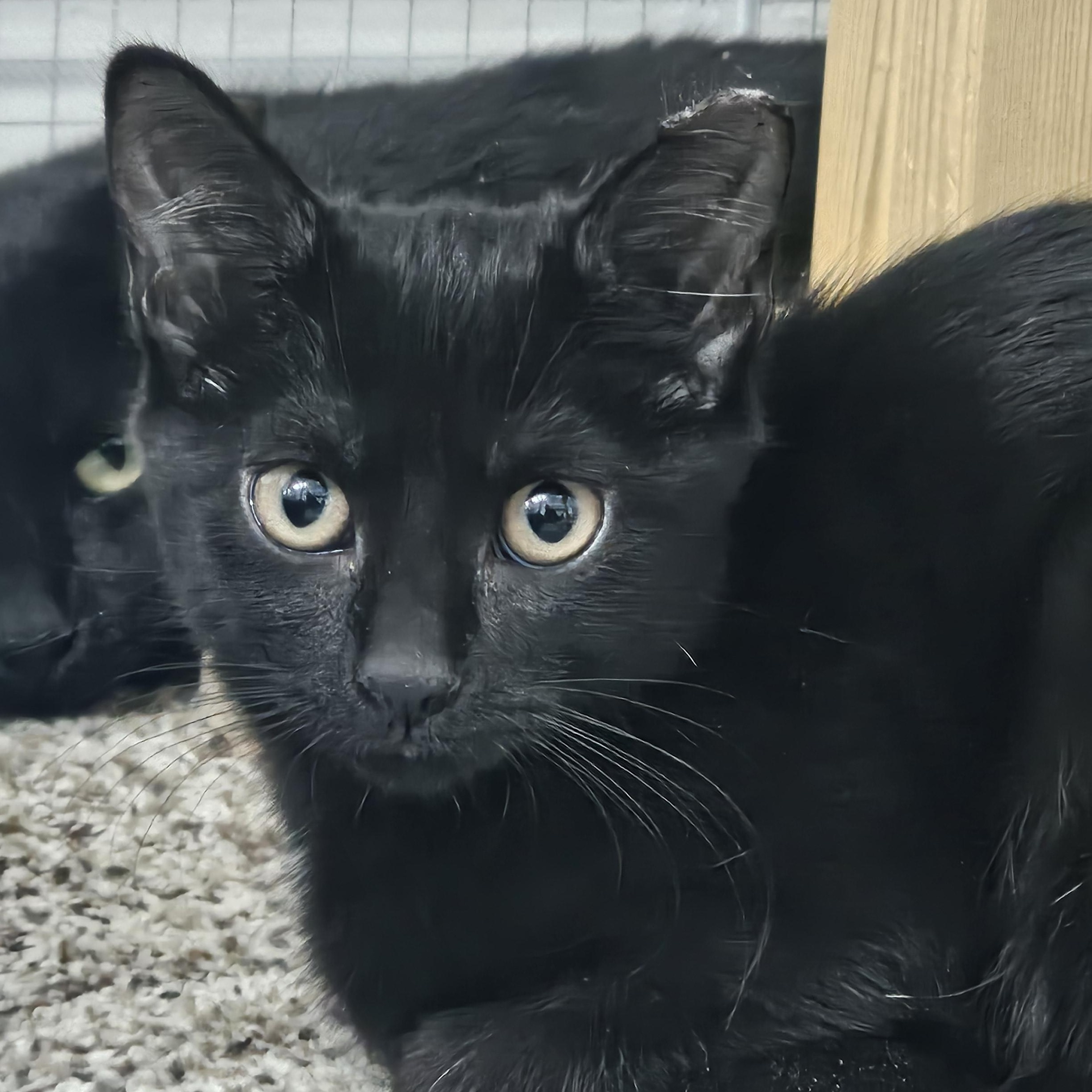 Tinsel, ADOPTABLE, Kitten Female Domestic Short Hair.