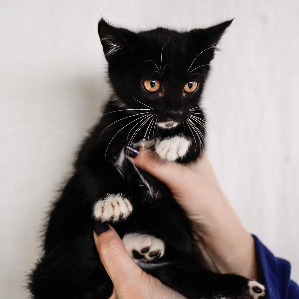 Dave, Adoptable, Kitten Male Domestic Short Hair.