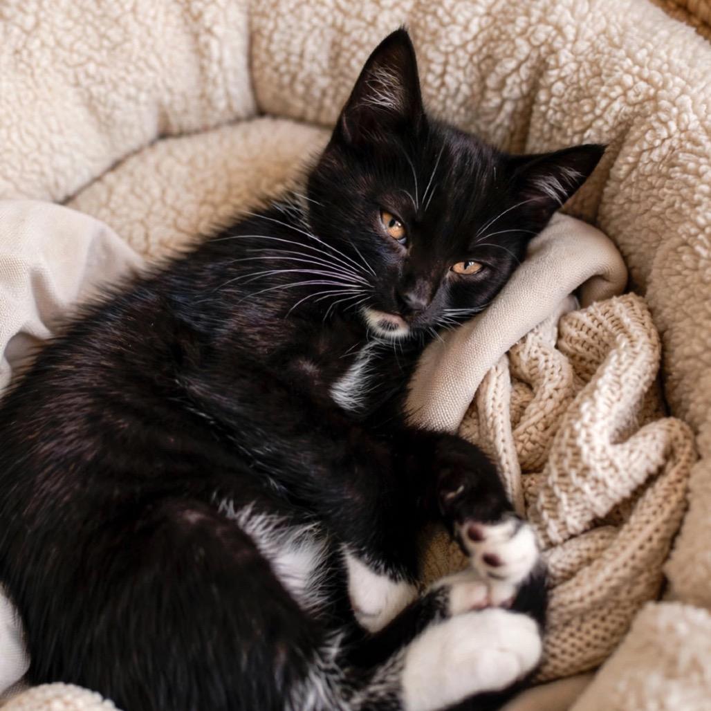 Enlarge Dave, a Adoptable Domestic Short Hair in Cathlamet, WA image 2/4