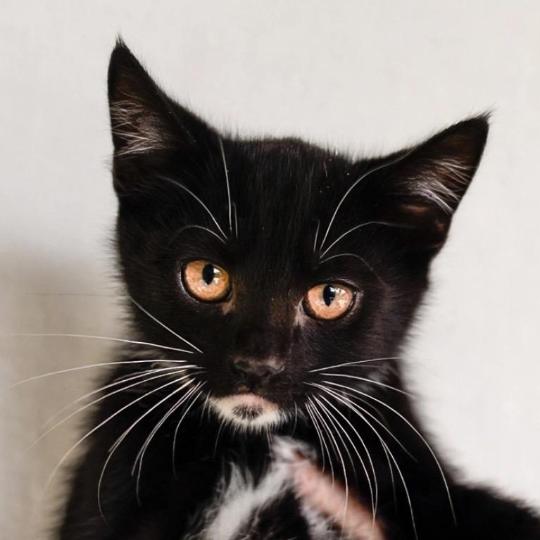Enlarge Dave, a Adoptable Domestic Short Hair in Cathlamet, WA image 3/4