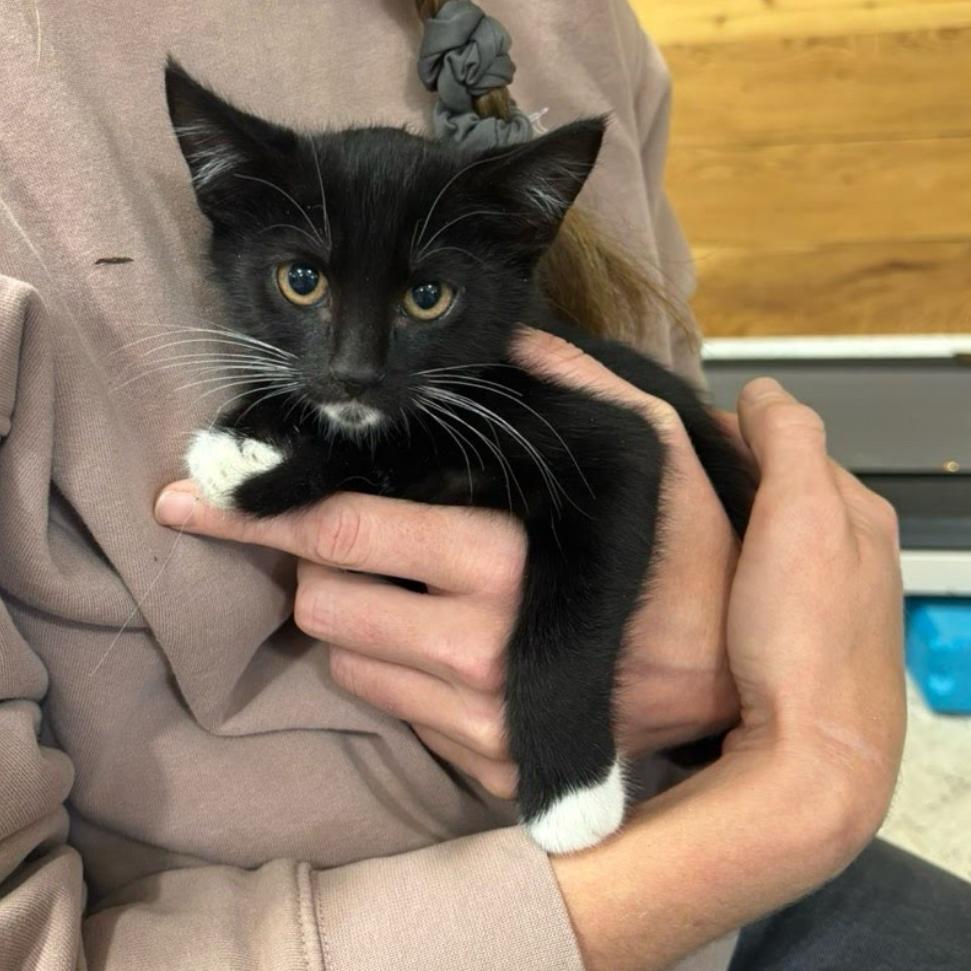 Enlarge Dave, a Adoptable Domestic Short Hair in Cathlamet, WA image 4/4