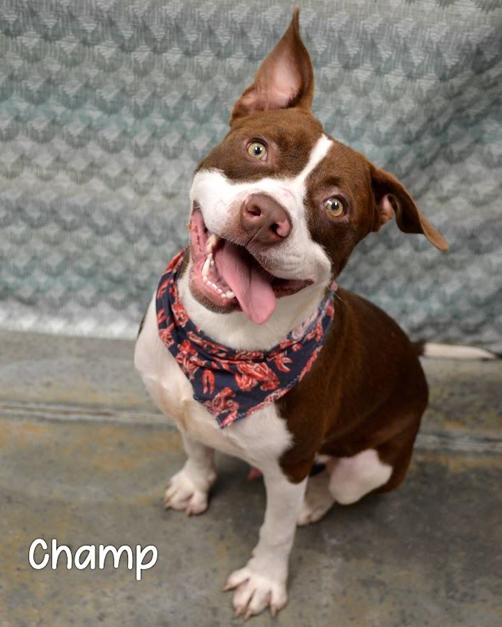 Enlarge Champ, a Adoptable Pit Bull Terrier in Gautier, MS image 1/2