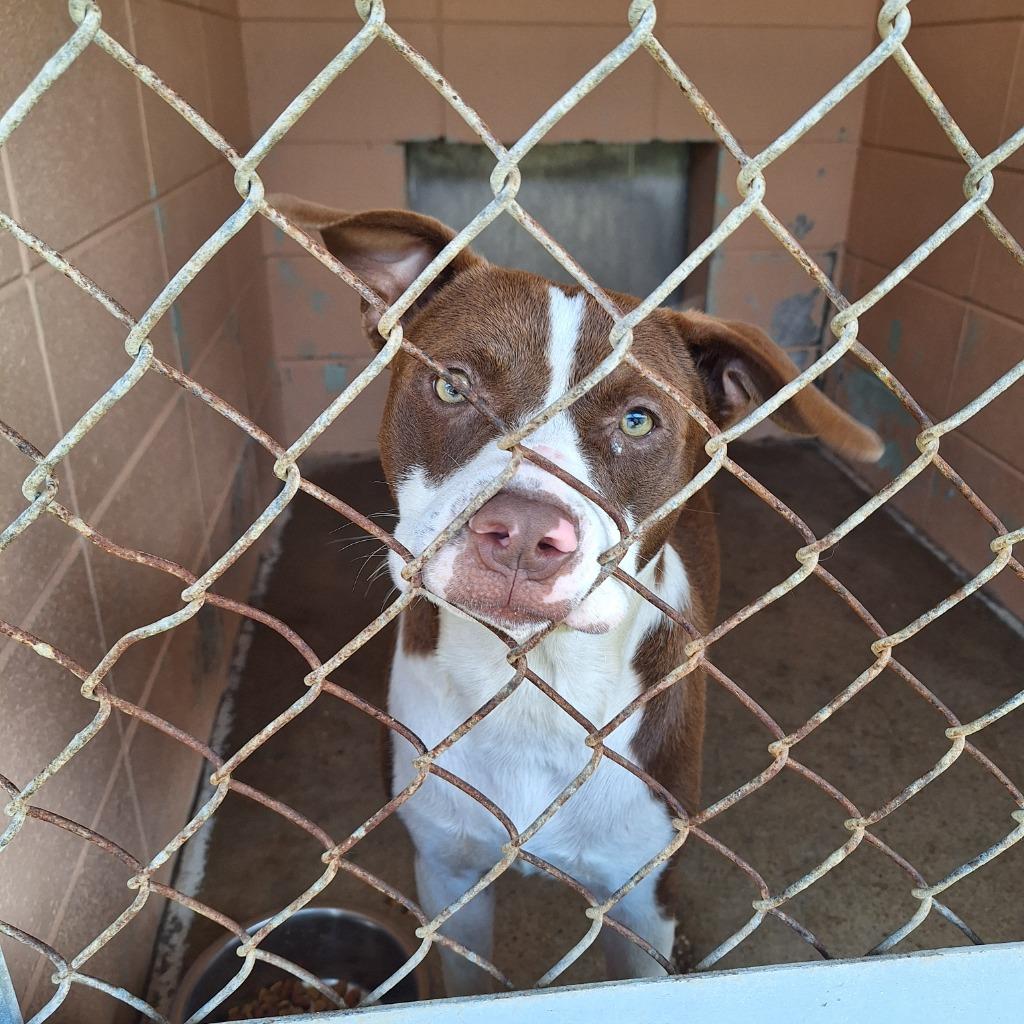 Champ, a Adoptable Pit Bull Terrier in Gautier, MS image 1/2