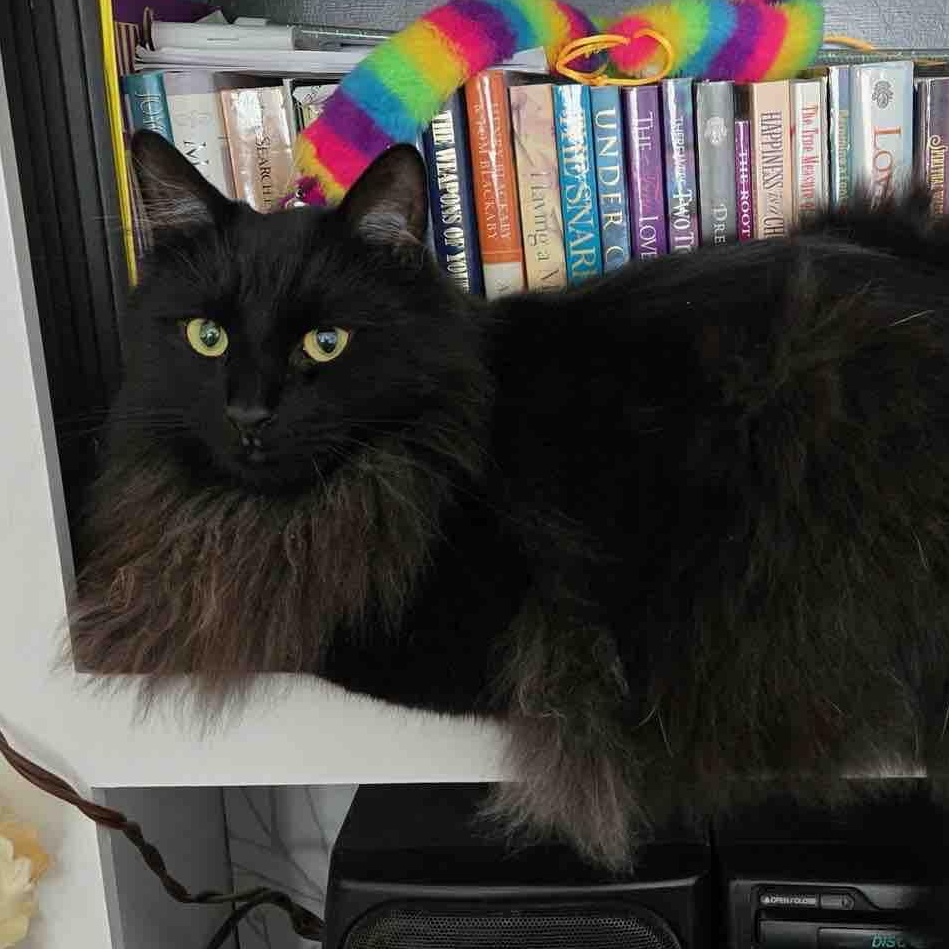 Marley, a Adoptable Domestic Long Hair in Gladwin, MI image 1/2