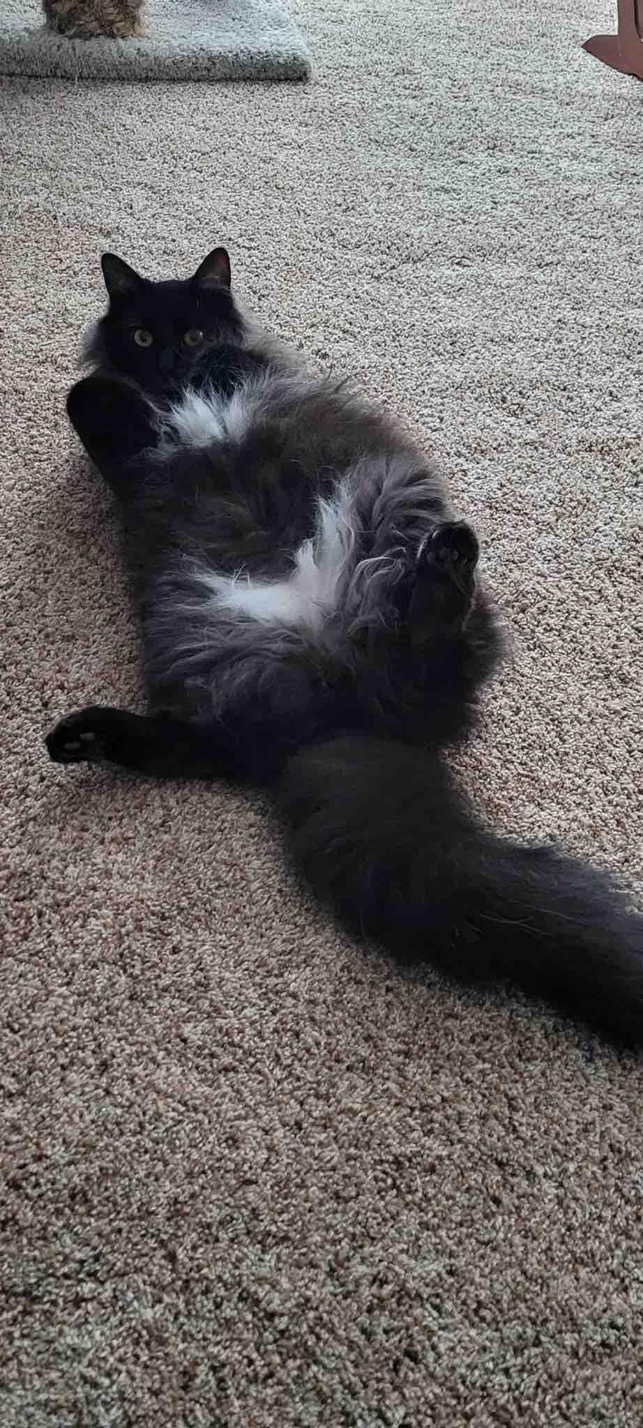 Marley, a Adoptable Domestic Long Hair in Gladwin, MI image 2/2