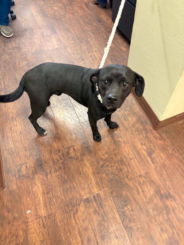 Enlarge Dog Kennel #29 Joaquin, a Adoptable mixed breed in Greenville, TX image 1/3