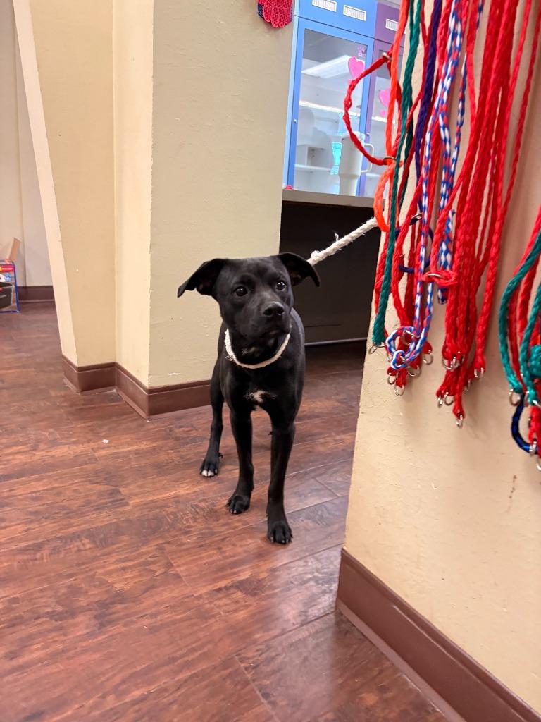 Enlarge Dog Kennel #29 Joaquin, a Adoptable mixed breed in Greenville, TX image 2/3