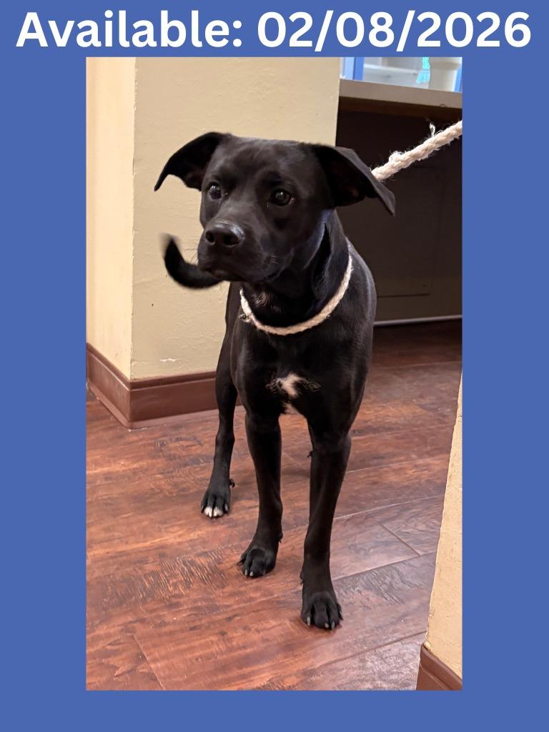 Enlarge Dog Kennel #29 Joaquin, a Adoptable mixed breed in Greenville, TX image 3/3