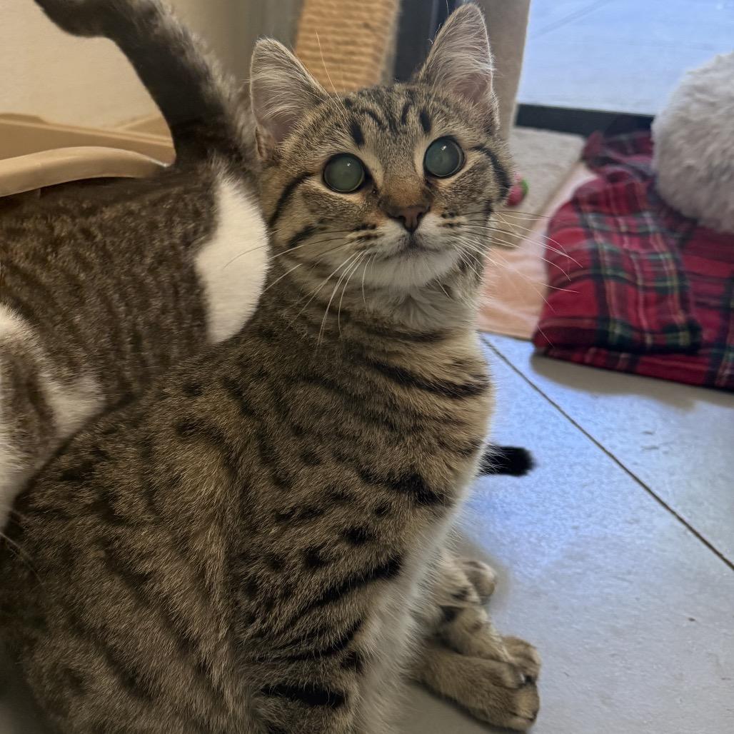 Enlarge Oliver, a Adoptable Domestic Short Hair in Fort Bragg, CA image 1/3